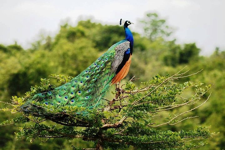 Udawalawe National Park Private Safari - Photo 1 of 6